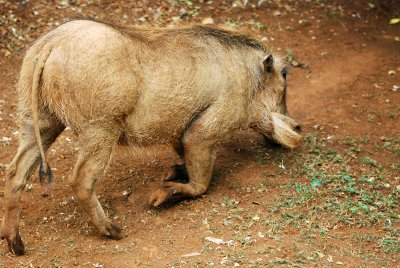 Warthogs kneel to eat because of their very short necks