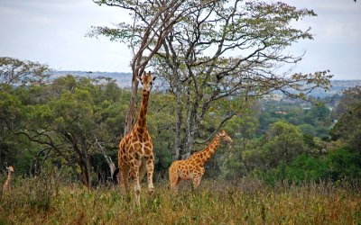Giaffes at Giraffe Manor - Nairobi - Kenya