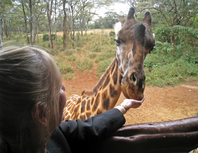Here I am  feeding Lyn the giraffe - such a wonderful experience