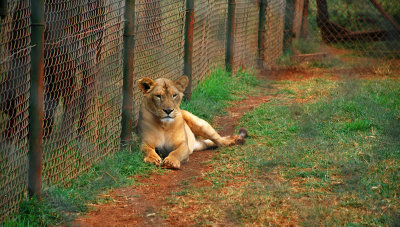 This tiger shot was taken through a wire fence unfortunately