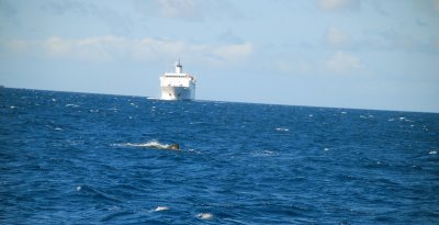 A whale in the foreground in the ships path December 29 2008