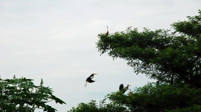 Cranes taking off and landing