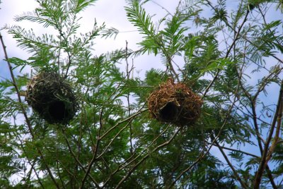 Upsidedown nests