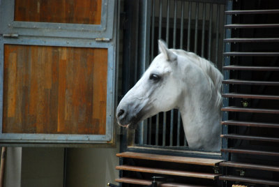 Horse in a stable in the heart of Vienna
