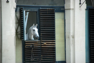 Horse in a stable in the heart of Vienna