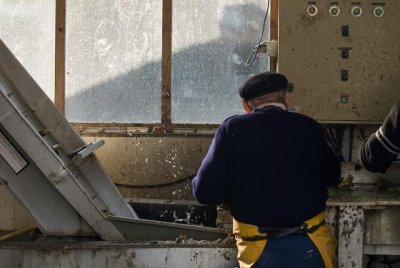 Sorting_oysters_France.jpg