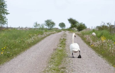 Swan_taking_a_walk.jpg