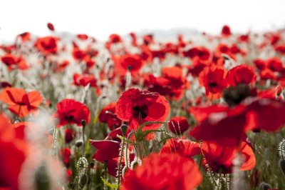 Poppies_vallmo.jpg