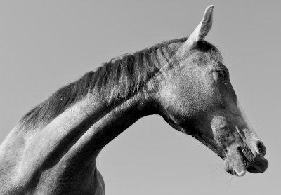 Horse_stretching_out.jpg