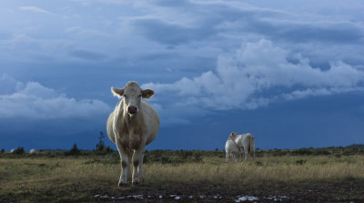 Cows_at_the_great_Alvar_land.jpg