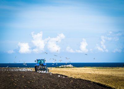 Seagulls and tractor