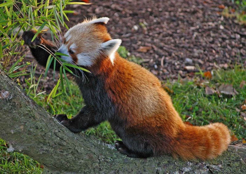 Red Panda