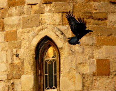 Raven leaving the Tower