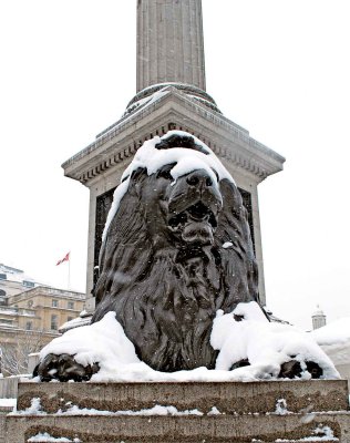 British Lion maintaining his dignity