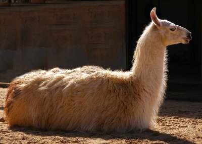 Laying llama