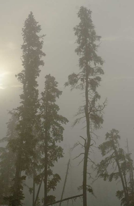 clearcut-fog-1