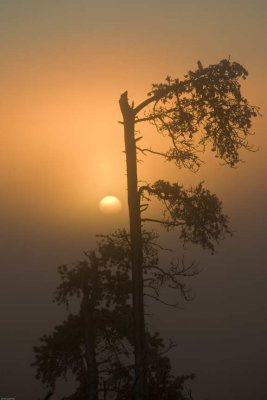 SUNRISE6