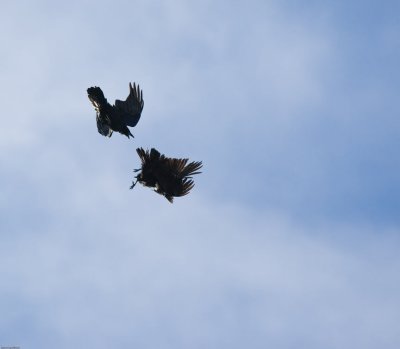 the_uncommon_raven