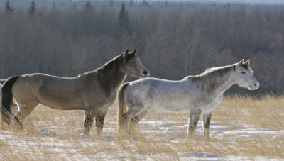 HORSES 0353
