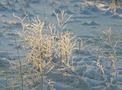 wildlands_provincial_park_2009