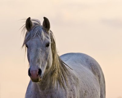 apr09-horse