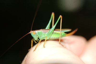ahhhhhhhhh   grasshopper