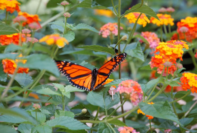 The lone Monarch Butterfly pays a visit!