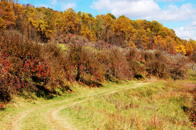 Orchard at Alta Pass - Blue Ridge Parkway NC