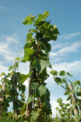 Working Vineyard on the grounds