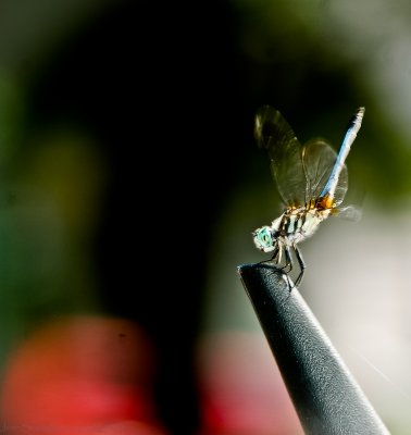 dragonfly b 500 of 1.jpg