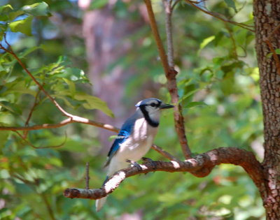 Blue Jay in dogwood tree