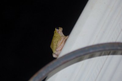 Tree frog on my downspout!