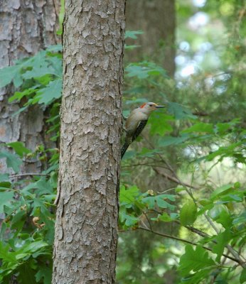 Red Bellied Woodpecker