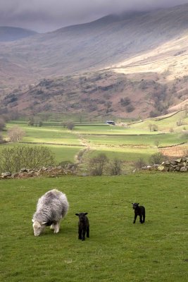 Ewe & lambs, Kentmere valley