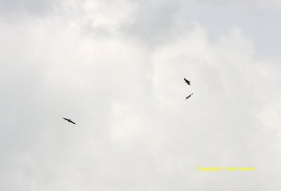 Philippine Hawks