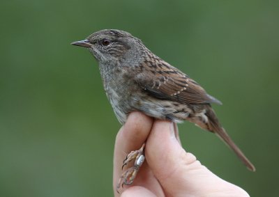 Jrnsparv [Dunnock]