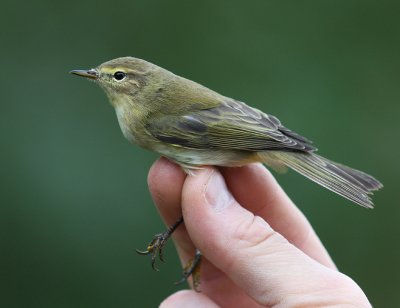 Gransngare [Chiffchaff]