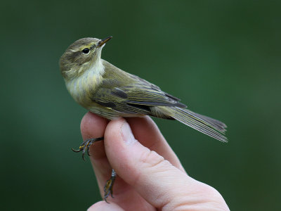 Gransngare [Chiffchaff]