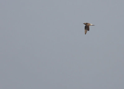 g1/78/746378/3/104541539.GRb2lXlW.jpg
