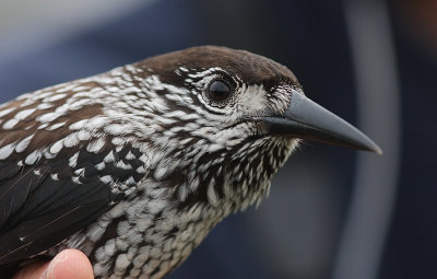 Ntkrka [Spotted Nutcracker]