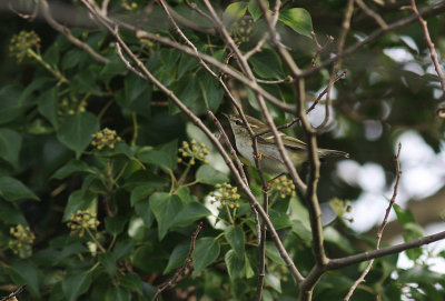 Taigasngare / Yellow-browed Warbler