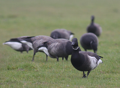 Svartbukig prutgs / Brent Goose