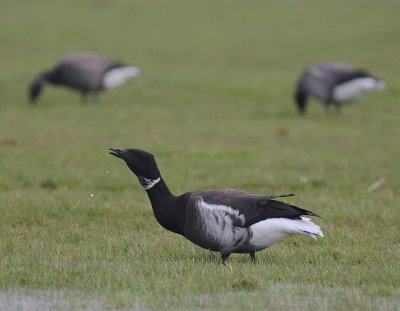 Svartbukig prutgs / Brent Goose