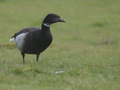 Svartbukig prutgs / Brent Goose