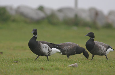 Svartbukig prutgs / Brent Goose