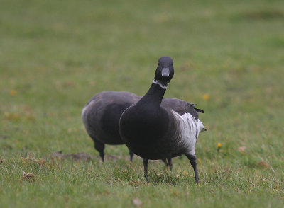 Svartbukig prutgs / Brent Goose