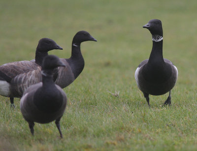 Svartbukig prutgs / Brent Goose