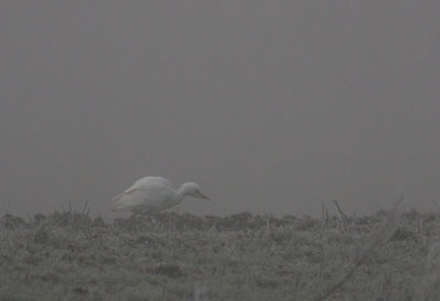 Kohger Bubulcus ibis [Cattle Egret]