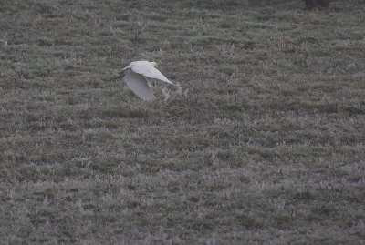 Kohger Bubulcus ibis [Cattle Egret]