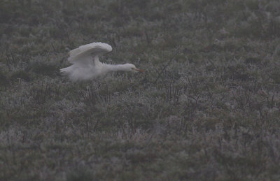 Kohger Bubulcus ibis [Cattle Egret]